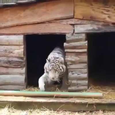 Such a majestic animal.