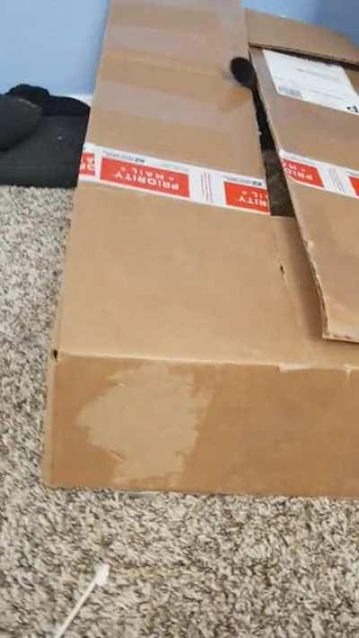 She squeeze herself into closed box