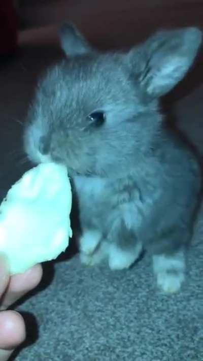 David Blaine eats some cabbage!