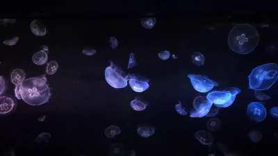 Stop and breath for one minute and enjoy these jellies 