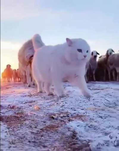 His Majesty the King