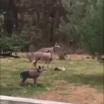 thank goodness that other deer isn’t real...