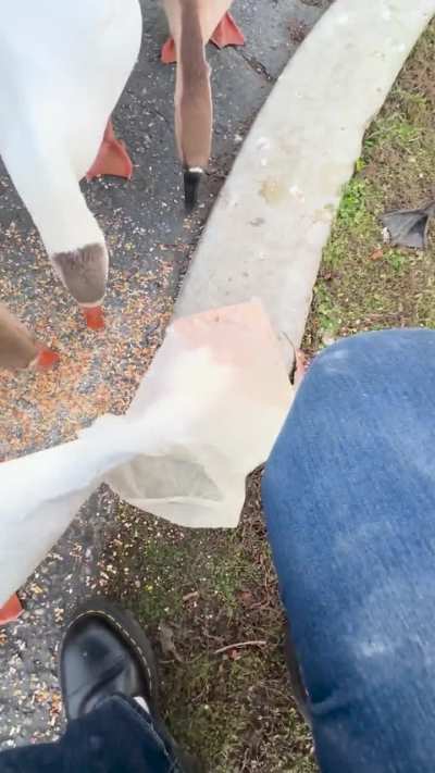 sweet goosie and thief goosie >:(