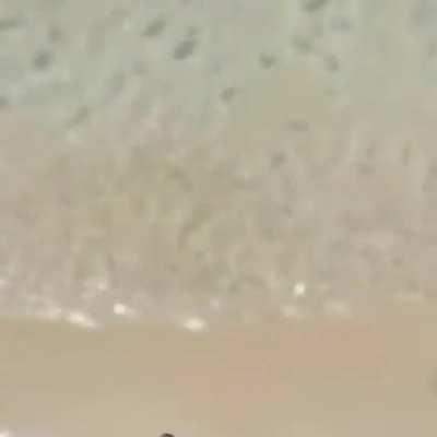 A stranded newborn turtle was rescued