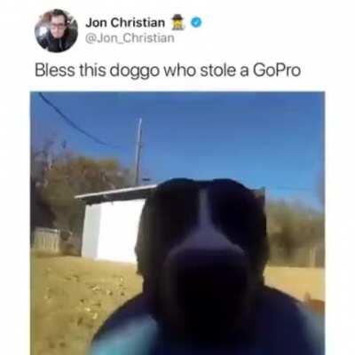 Good boy holds the camera steadier than most people