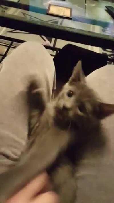 In honor of his upcoming 4th birthday, the time I recreated a popular internet video with our little guy, Dibs!