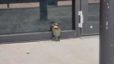 Found this beautiful little fellow trying to kill his doppelganger