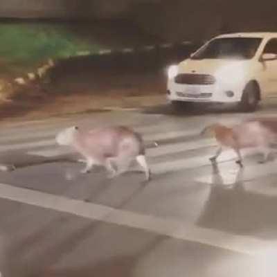 Alguien por favor puede pensar en los carpinchos!?!?