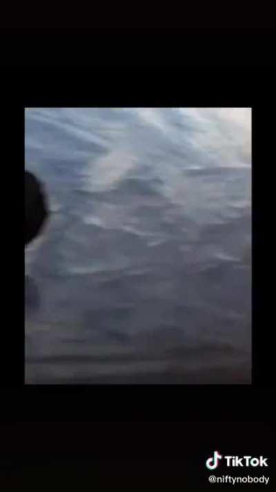 These things has to be some kind of SCP