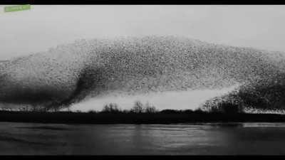Huge (!) flock of birds in The Netherlands