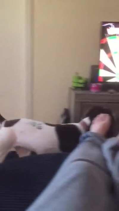 This dog thinks the man throwing darts on TV is trying to play fetch him