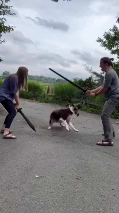 Great Grey Wolf Sif Cosplay