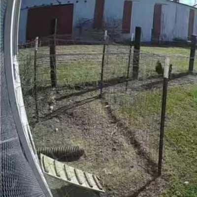 Rooster saves the chicken from attack