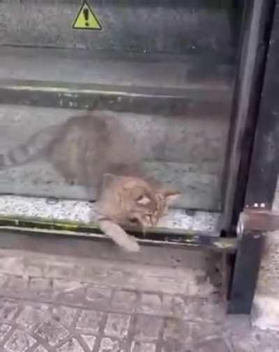 How tf cats do that?