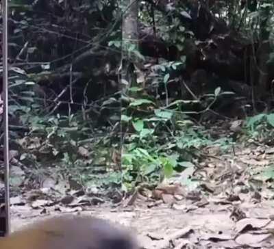 Wild animals reacting to a mirror