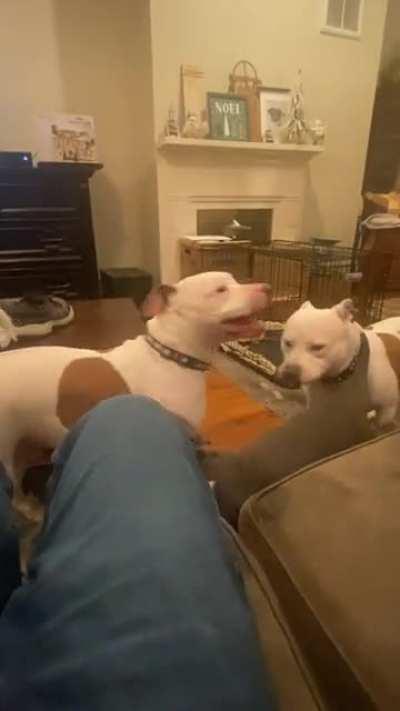 House zoomies with the foster puppy!