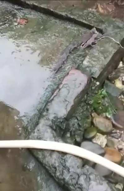 🔥 The Rat Train 🔥