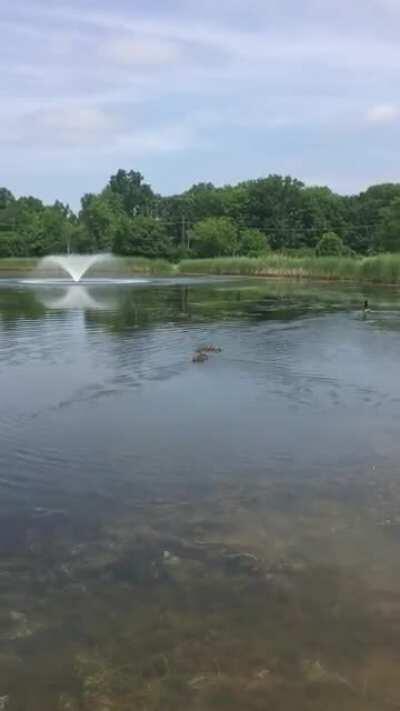 These ten ducklings were found orphaned and they were brought to a pet duck called Stella who had just hatched nine of her own two weeks prior. She immediately claimed the ten as her own.