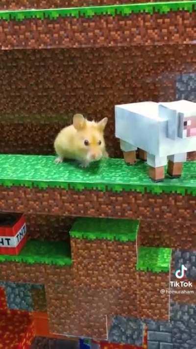 Hámster en minecraft :D *video para alegrar*