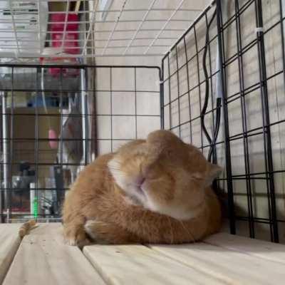 We are all a little bit this bunny