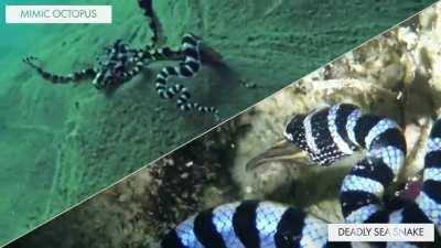 The mimic octopus uses its chromatophores not only to disguise itself with its background but also to impersonate a wide variety of other marine animals. The octopus actively and intelligently uses its mimicry on a situational basis to imitate more danger
