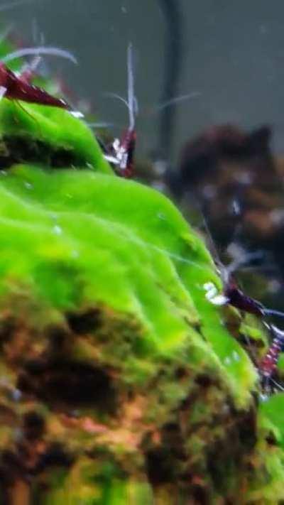 Shrimps grazing like a herd of cattle in a field 🐄