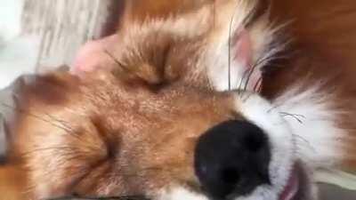 Happy fox enjoys some pets