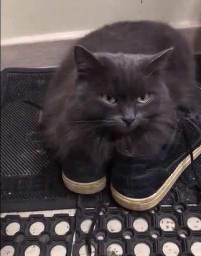 Give me your shoes and cat food