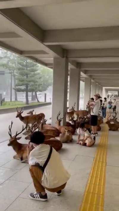 Deer and humans waiting out the rain together