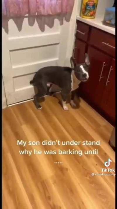 Doggo is not impressed.