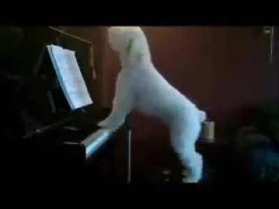 The owner received noise complaints, so he set up a nanny cam