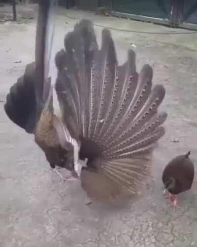 Argus Pheasant showing off