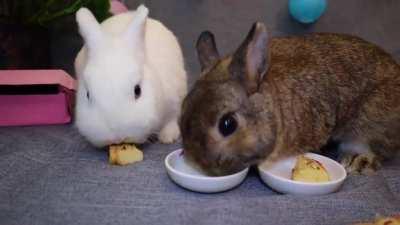 Of course, they don't want the one I served them..... bunnies gonna be bunnies...