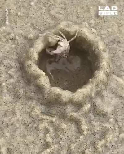 That's how quickly a sand bubbler crab can build a home on the beach