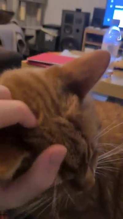 Pablo getting his nightly scritches