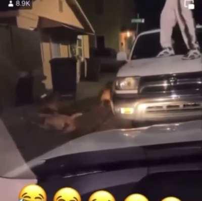 Bonked to the next life