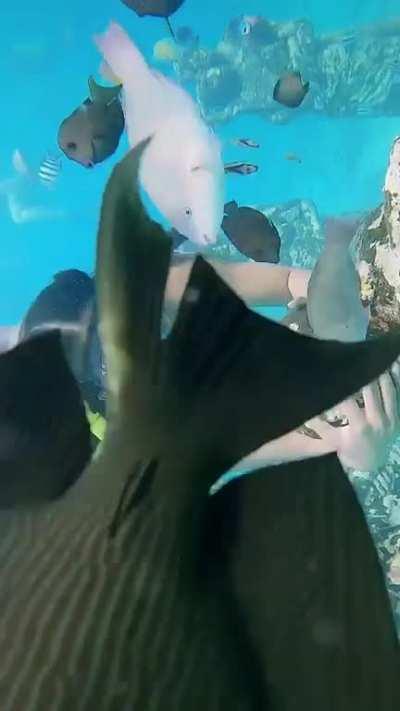 Prakriti Pavani (new)