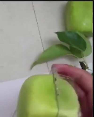 Thanks, I hate square apple