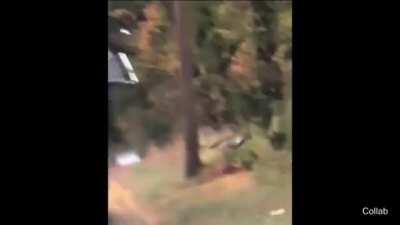 Rocket Racoon is real!