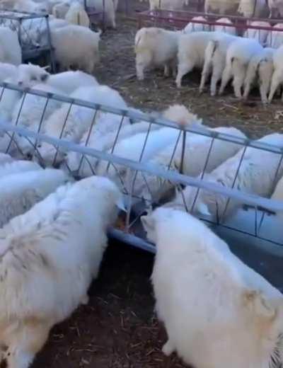 no one suspects a thing...