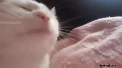 Dis cat do be vibin To click's outro tho