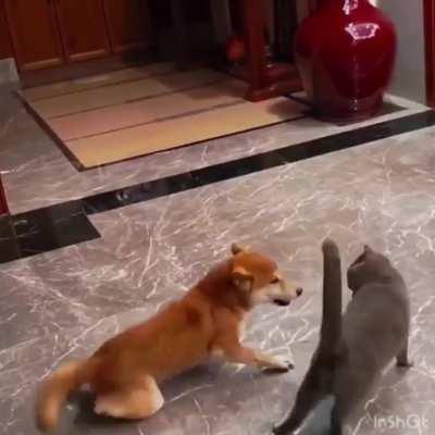 This dog is completely nuts!