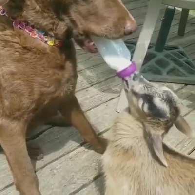 This good doggo likes to help feed the baby goats