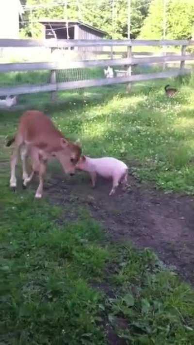 Um porquinho e uma vaquinha a brincarem