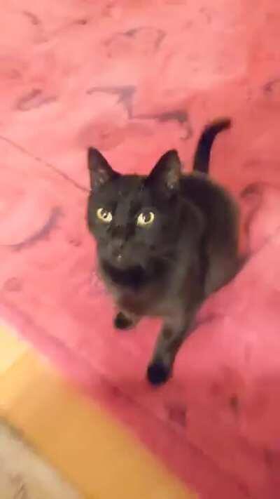 My cat Dale hates kissing sounds...