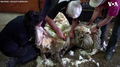 A wild and ailing sheep after years without a haircut was rescued by a mission in Australia and yielded a pile of fleece that weighed more than 35 kilograms