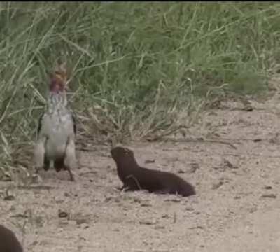 Mongooses and Hornbills are hunting buddies. The hornbill will look out for larger predators, while the mongoose helps the hornbill find insects for it to eat. Here we see a dwarf mongoose attempting to play with a yellow billed hornbill