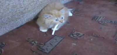 Just a normal kitten in Russia