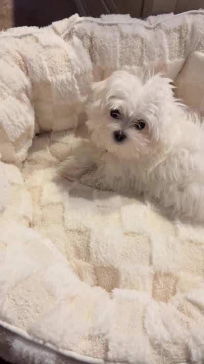 I think she approves of her new bed