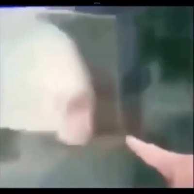 found this fish at the aquarium